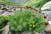 84 Bellissimo fiore rosso in pietraia
